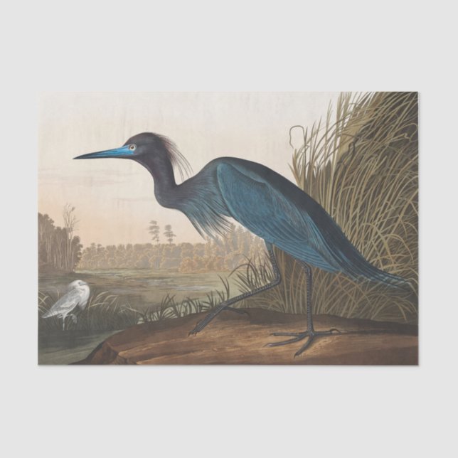 coastal Audobon blue heron Tissue Paper Seidenpapier (Vorderseite)