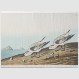 coastal audobon sanderling gulls tissue paper seidenpapier