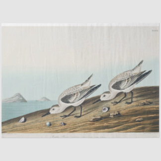 coastal audobon sanderling gulls tissue paper seidenpapier