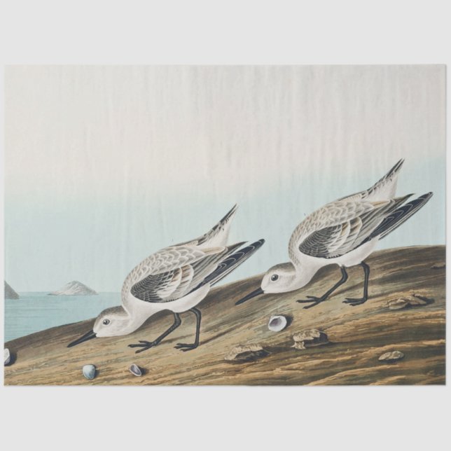 coastal audobon sanderling gulls tissue paper seidenpapier (Vorderseite)