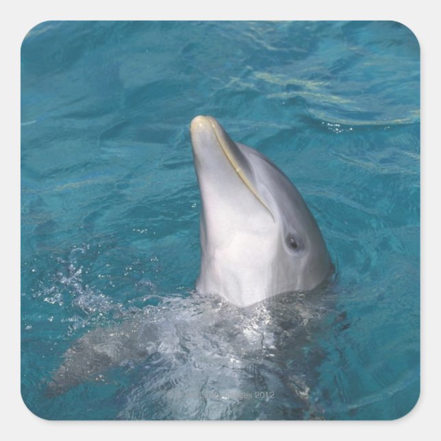 Coastal Bottlenose Dolphin Quadratischer Aufkleber (Vorderseite)