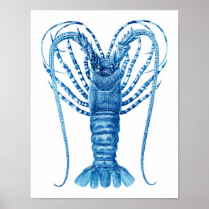 Coastal Kitchen Art Deco Blue Lobster Print no.8 Poster