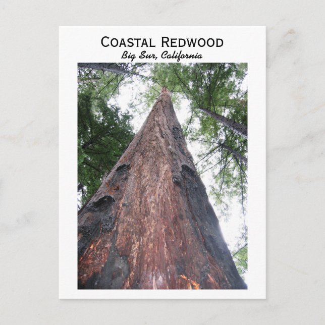 Coastal Redwood - Big Sur, Kalifornien Postkarte (Vorderseite)