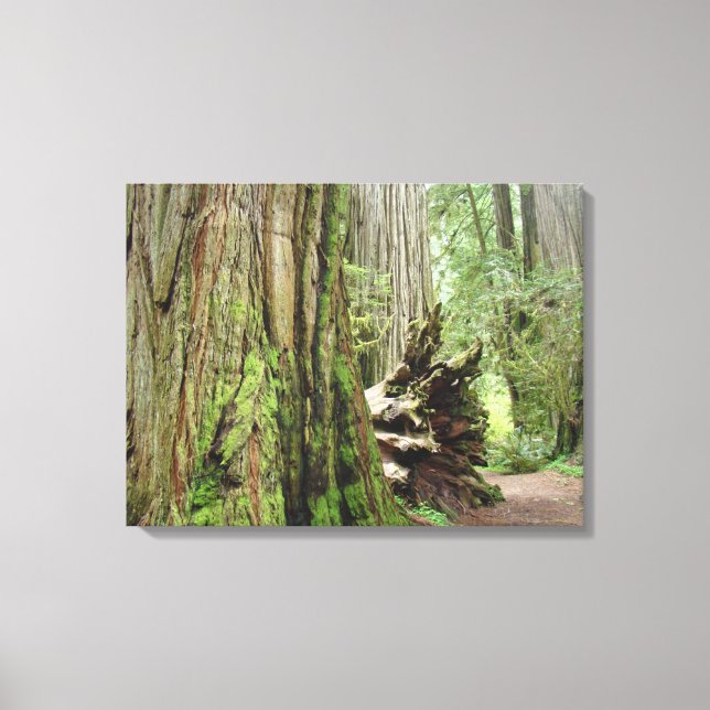 Coastal Redwood Trees Canvas Prints Forests Leinwanddruck (Vorderseite)