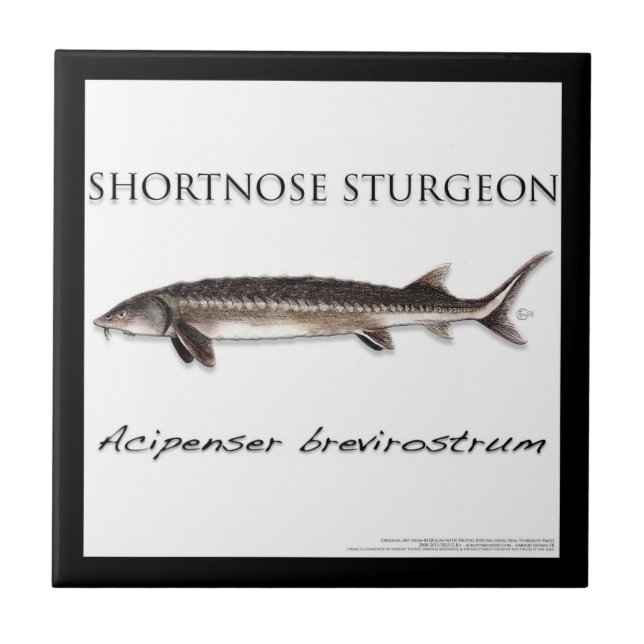 COASTER - STURGEON FISH SHORTNOSE - acigifts@yahoo Fliese (Vorderseite)