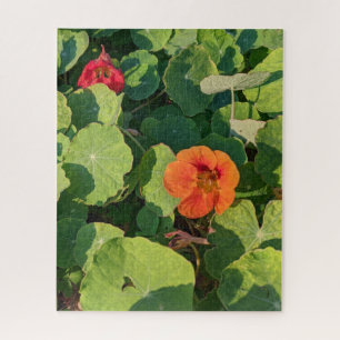 Coastways nasturtiums 520-teiliges Puzzle
