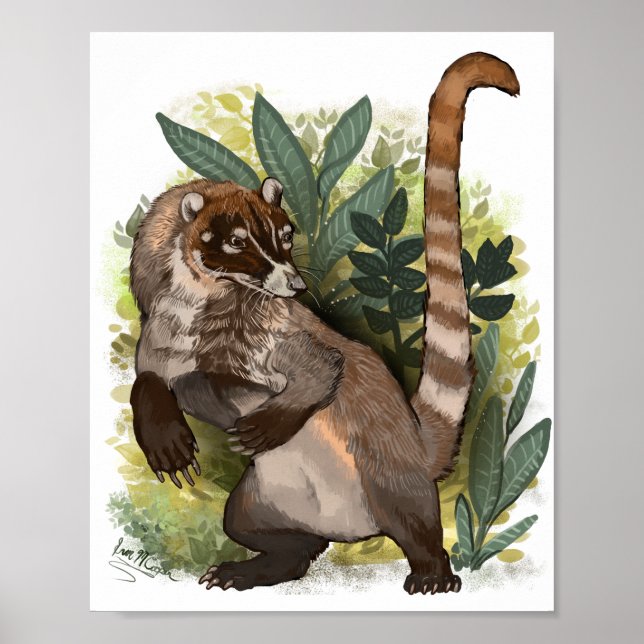 Coatamundi oder Weißnasen-Coati Poster (Vorne)