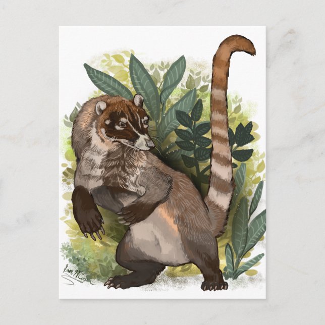 Coatamundi oder Weißnasen-Coati Postkarte (Vorderseite)