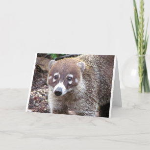 Coati Greeting Card Karte