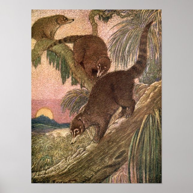 Coatimundi von Louis Sargent, Vintage Wildtiere Poster (Vorne)