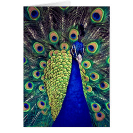 Cobalt Blue Peacock