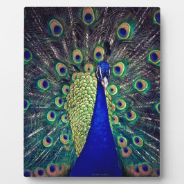 Cobalt Blue Peacock Fotoplatte