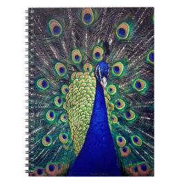 Cobalt Blue Peacock Notizblock