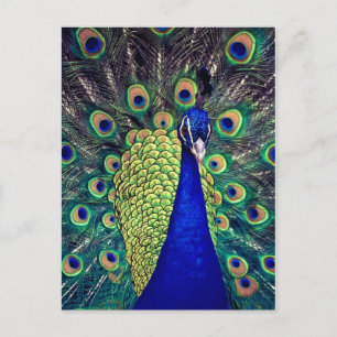Cobalt Blue Peacock Postkarte