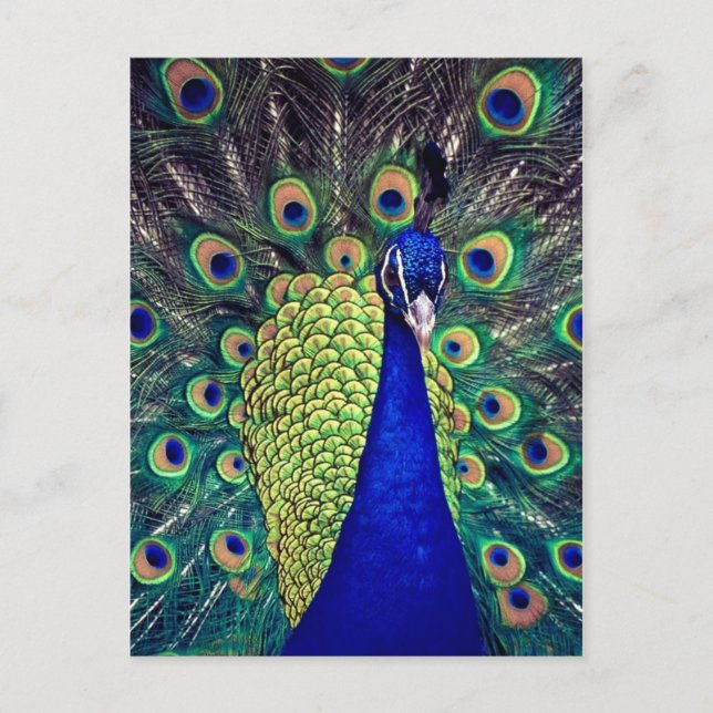 Cobalt Blue Peacock Postkarte (Vorderseite)