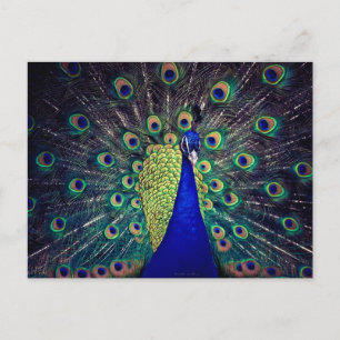 Cobalt Blue Peacock Postkarte