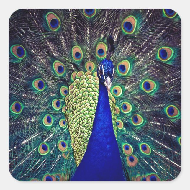 Cobalt Blue Peacock Quadratischer Aufkleber (Vorderseite)