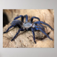 Cobalt Blue Tarantula Spider