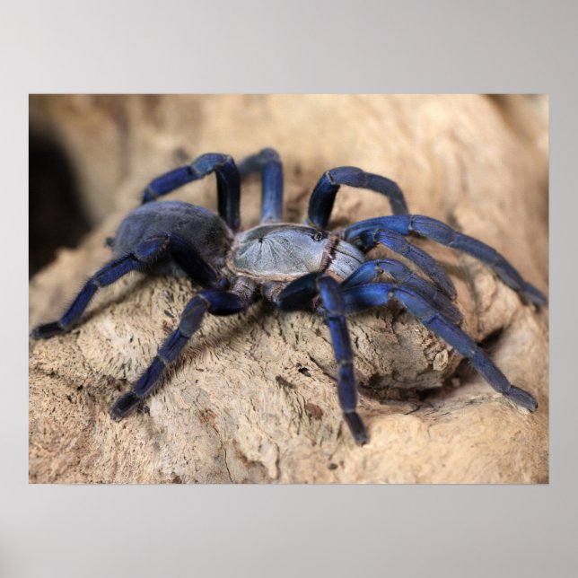 Cobalt Blue Tarantula Spider Poster (Vorne)