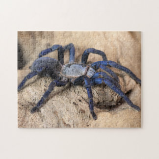 Cobalt Blue Tarantula Spider Puzzle