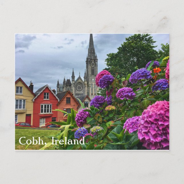 Cobh Ireland, Hydrangeas, Postcard Postkarte (Vorderseite)