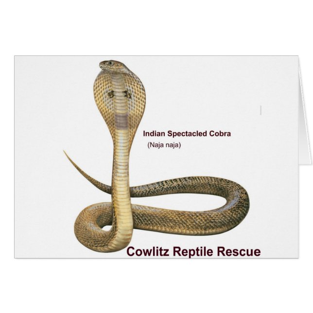 Cobra (Vorderseite (Horizontal))