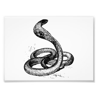 Cobra Fotodruck