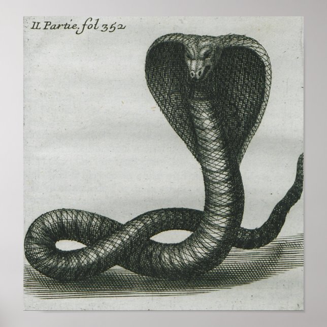 Cobra Poster (Vorne)