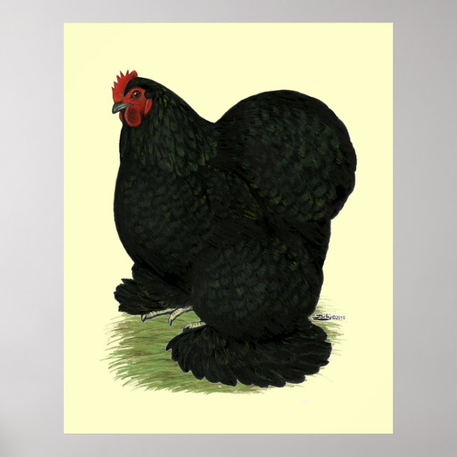Cochin: Black Hen Poster (Vorne)
