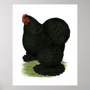 Cochin: Black Hen Poster