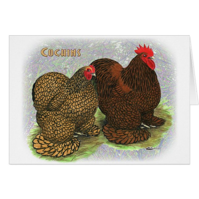Cochin: Golden laced2 (Vorderseite (Horizontal))