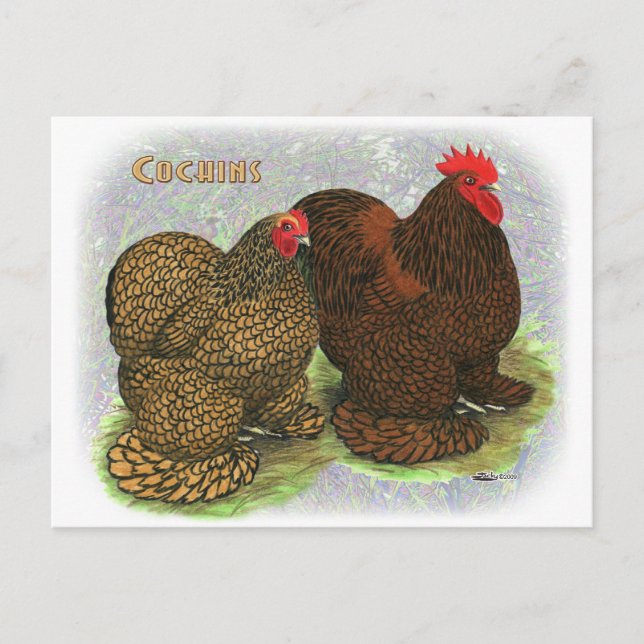 Cochin: Golden laced2 Postkarte (Vorderseite)