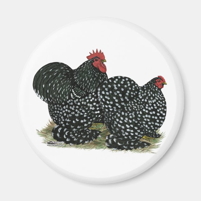 Cochin Mottles Chickens Magnet (Vorne)