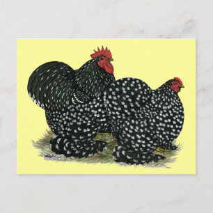 Cochin Mottles Chickens Postkarte