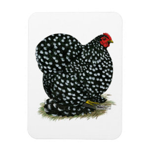 Cochin Mottling Hen Magnet