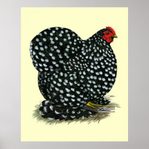 Cochin Mottling Hen Poster