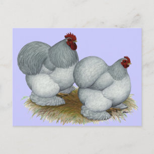 Cochin:  Selbblau Postkarte