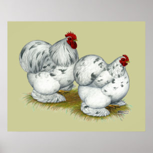 Cochin: Splash Bantams Poster