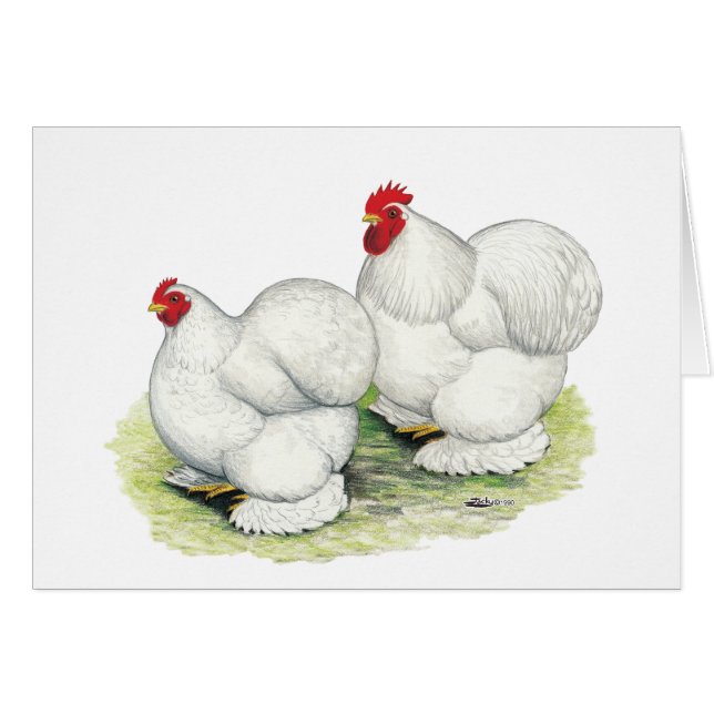 Cochin: Weiße Bantams (Vorderseite (Horizontal))