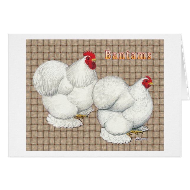 Cochin: Weiße Bantams (Vorderseite (Horizontal))