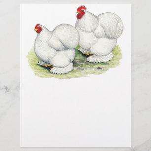 Cochin: Weiße Bantams Flyer