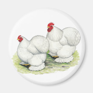 Cochin: Weiße Bantams Magnet