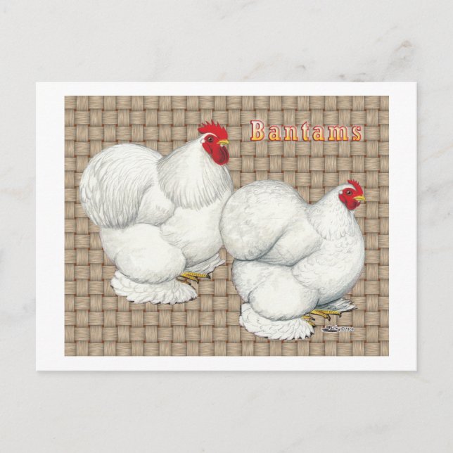 Cochin:  White Bantams Postkarte (Vorderseite)