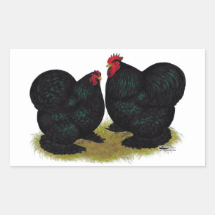 Cochins Black Bantam Pair Rechteckiger Aufkleber