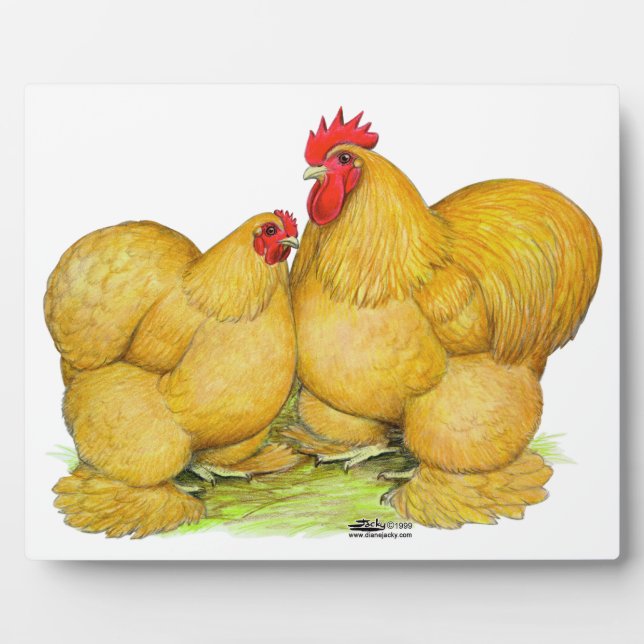 Cochins Buff Pair Fotoplatte (Vorderseite)