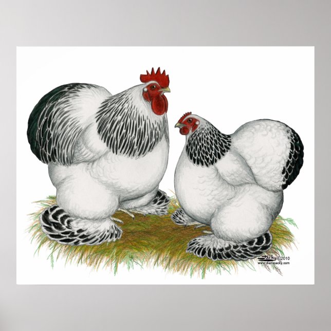 Cochins: Kolumbianische Bantams Poster (Vorne)