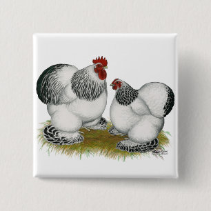 Cochins:  Kolumbianische Zwerghühner Button