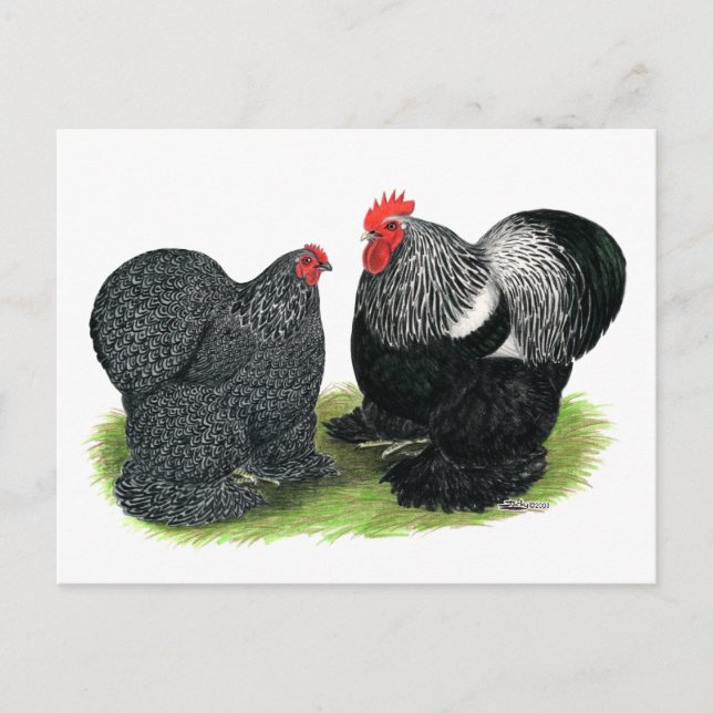 Cochins:  silbergezäunt postkarte (Vorderseite)