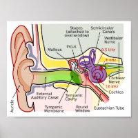 Cochlear-Häufigkeitsdiagramm des menschlichen Ohrs