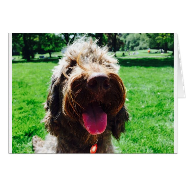 Cockapoo (Vorderseite (Horizontal))